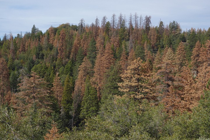 Increasing Tree Mortality in a Warming World